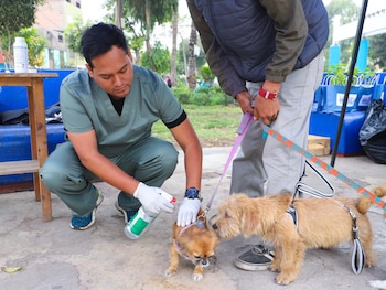 Personal veterinario aplica una sustancia