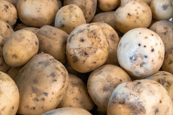 Un agricultor de patatas se