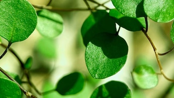 Moringa: la planta rica en