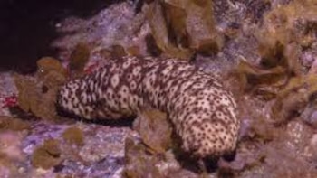 Un extraño animal marino contiene