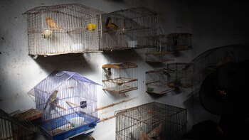 Rescatan diecinueve aves silvestres en