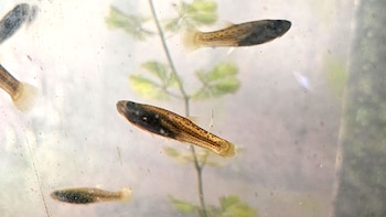 Cómo actúan los peces para