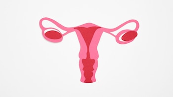 La investigación en modelos organoides