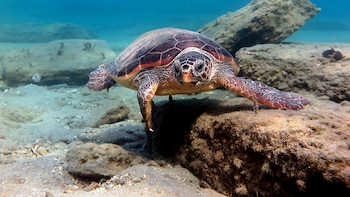 Tortugas marinas amenazadas: qué reveló