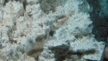 Comunidad de bacterias que viven