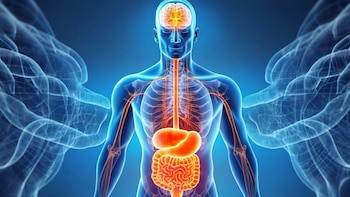 El eje intestino-cerebro: cuáles son