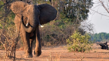 Un elefante mató a dos