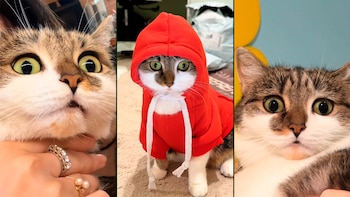 La adoptaron como mascota de